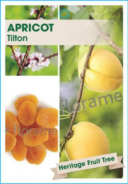ApricotTilton-page-001