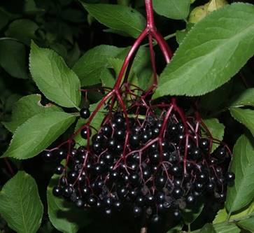 Elderberry: Elderberry sambucus nigra - Goodman Seeds - Flower and  Vegetable Seed, Greenhouses, Seed Potatoes, Garden Equipment